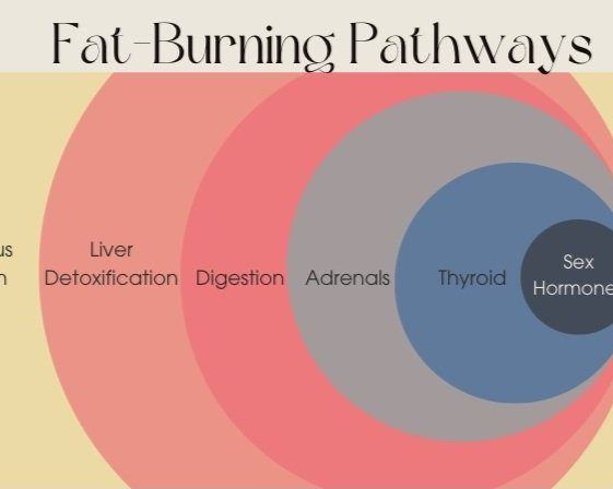 Fat Burning Pathways