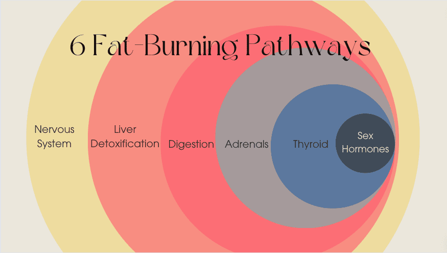 Fat Burning Pathways